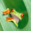 tree_frog